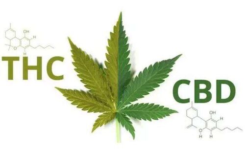 Ultime notizie aziendali su Così che cosa circa canapa e CBD in Cina?